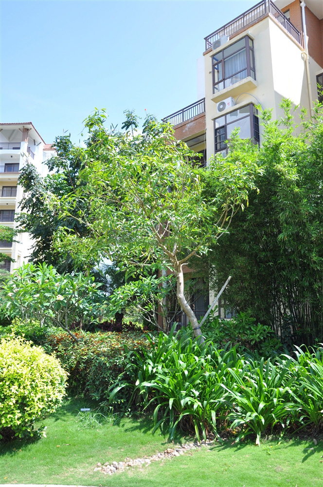 小区绿化实景4