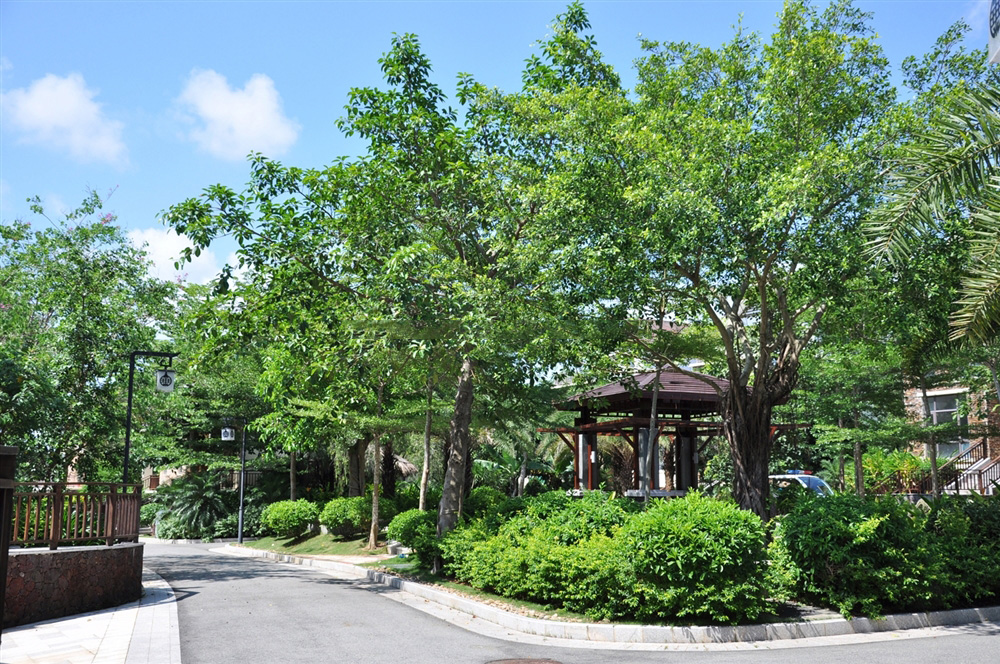 小区绿化实景6
