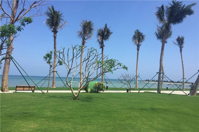 椰风浪琴实景图14